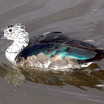 Comb Duck